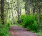 USA-Washington State-Pacific Northwest Sammamish trail along Yellow Lake Art Print